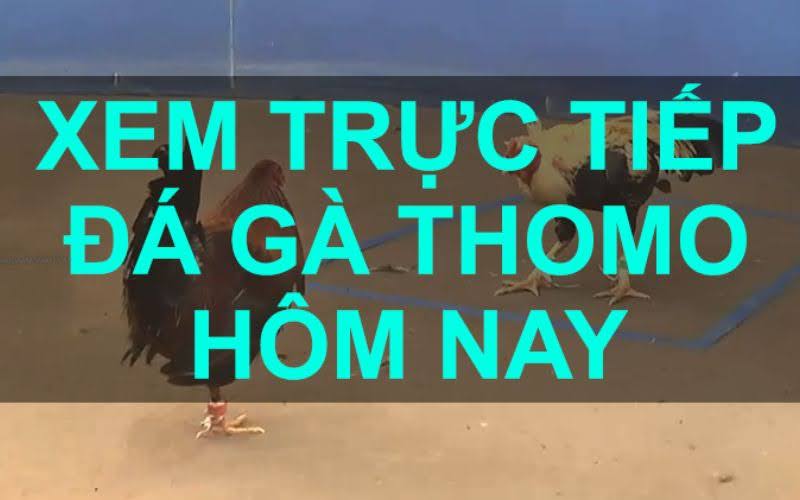 Quy trình tổ chức và các luật lệ trong Đá Gà Thomo